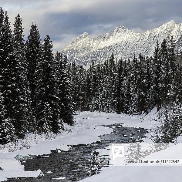 'Snow covered forest and river with rugged mountain peaks in Jasper National Park; Alberta  Canada'