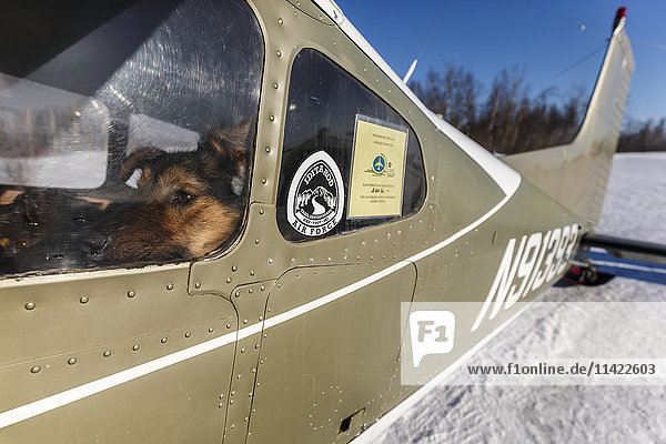 Ein abgeworfener Hund wartet im Flugzeug von O.E. Robbins am Ruby-Checkpoint während des Iditarod 2016  Alaska