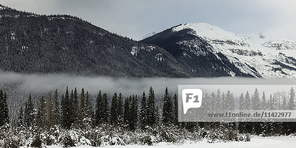 'Fog settled over the forest in the Rocky Mountains; British Columbia  Canada'