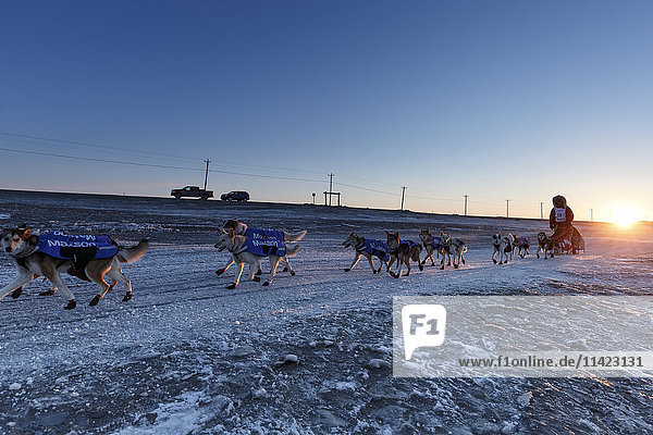 Aliy Zirkle läuft bei Sonnenaufgang auf dem Trail an der Küste der Beringsee  nur wenige Kilometer vor dem Ziel in Nome  wo sie den dritten Platz beim Iditarod 2016 in Alaska belegt.