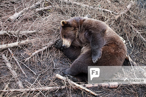Schlafender Grizzlybär zwischen abgebrochenen Ästen  Sitka  Südost-Alaska  USA