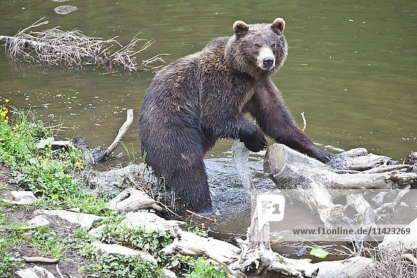 Grizzlybär beim Fischen in einem Fluss  Sitka  Südost-Alaska  USA