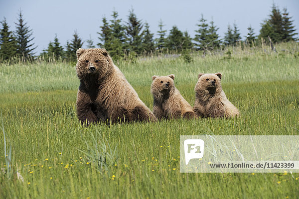 Sow Brown Bear with two cubs,  Lake Clark National Park,  Southcentral Alaska,  USA