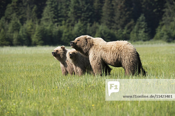 Sow Brown Bear with two cubs  Lake Clark National Park  Southcentral Alaska  USA