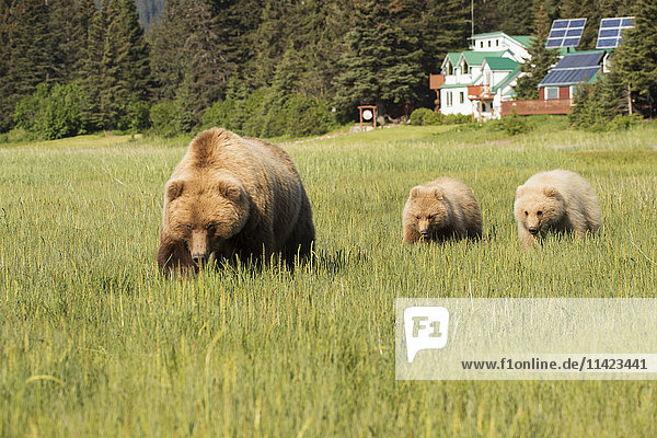 Sow Brown bear and twin cubs near Homestead Lodge,  Lake Clark National Park,  Southcentral Alaska,  USA