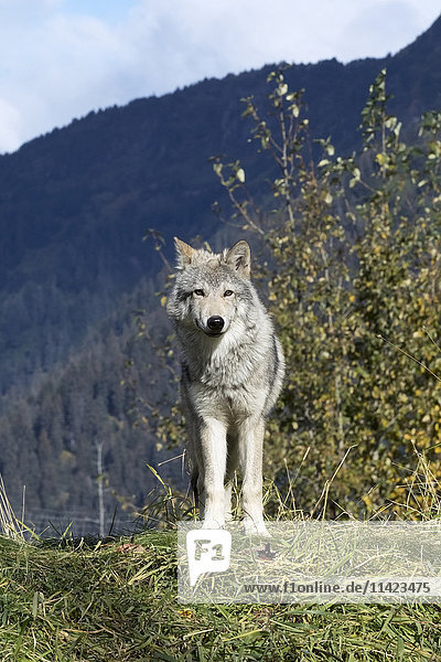 CAPTIVE: Grauer Wolf auf einem Hügel  Alaska Wildlife Conservation Center  Süd-Zentral-Alaska  USA