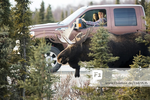 Ein Paar in einem Pick-up betrachtet einen Elch am Straßenrand im Earthquake Park  Anchorage  Southcentral Alaska  USA