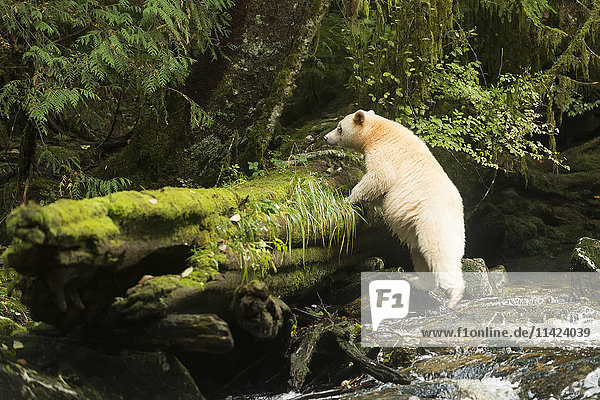 Spirit Bear klettert einen Baumstamm aus einem Bach  Great Bear Rain Forest  British Columbia  Kanada