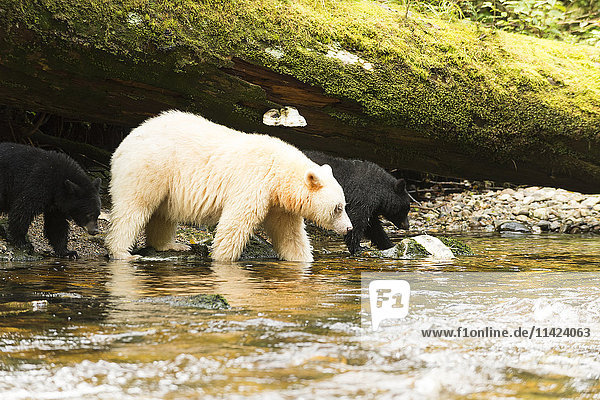 Spirit Bear mit zwei schwarzen Jungen  Great Bear Rainforest  British Columbia  Kanada