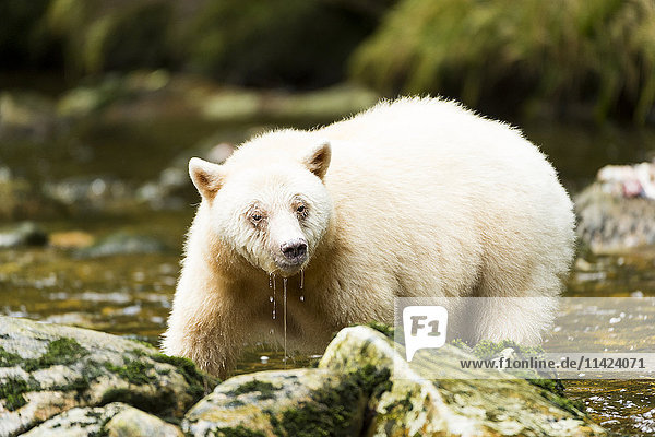 Nahaufnahme eines Geisterbären beim Fischen in einem Fluss  Great Bear Rainforest  British Columbia  Kanada