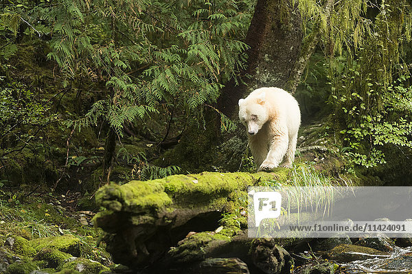 Geisterbär auf einem Baumstamm im Great Bear Rain Forest  Gribbell Island  British Columbia  Kanada