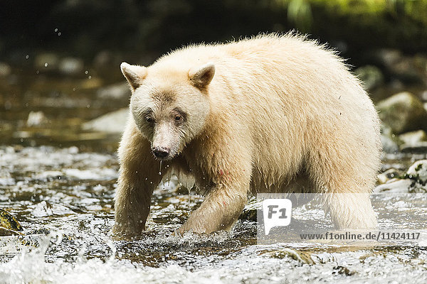Geisterbär beim Fischen in einem Bach  Great Bear Rain Forest  British Columbia  Kanada