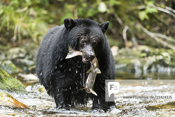 Schwarzbär beim Fischen in einem Bach  Great Bear Rain Forest  British Columbia  Kanada