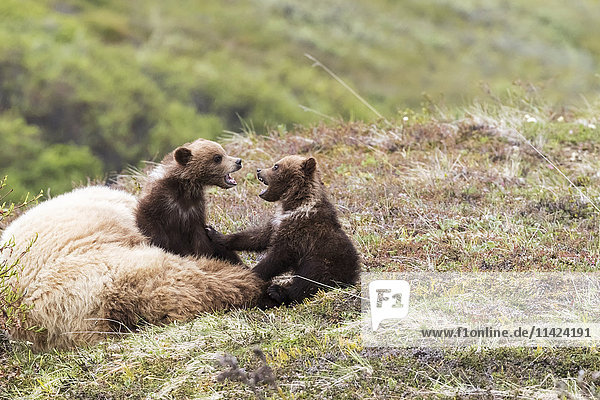 Grizzlybärjunge und Mutter entspannen sich und spielen auf der Tundra im Frühling  Denali National Park  Inner Alaska  USA