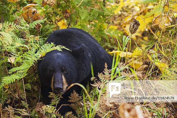 Stehender Schwarzbär im Herbstlaub  Süd-Zentral-Alaska  USA