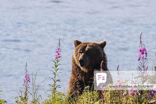 Grizzly am Allison Point in der Nähe von Valdez und Dayville Road  Süd-Zentral-Alaska  USA