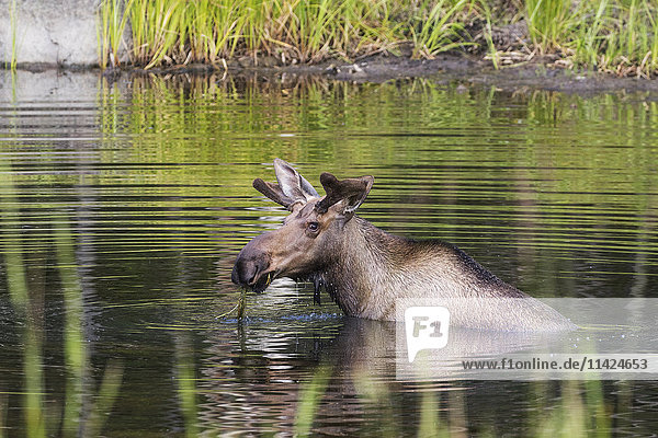 Ein Elchbulle mit noch samtenem Geweih frisst in einem kleinen Teich in der Nähe von Palmer  Southcentral Alaska  USA