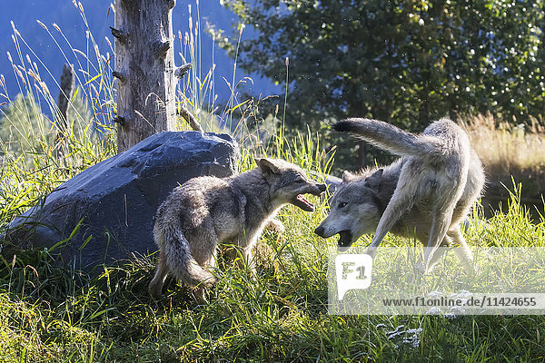 FANG: Einjähriger Grauwolf und Jungtier spielen im Alaska Wildlife Conservation Center  Süd-Zentral-Alaska  USA