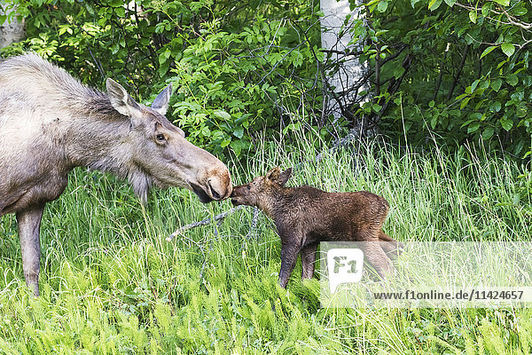 Nahaufnahme einer Elchkuh  die mit ihrem Kalb die Nasen berührt  Kincaid Park  Anchorage  Southcentral Alaska  USA