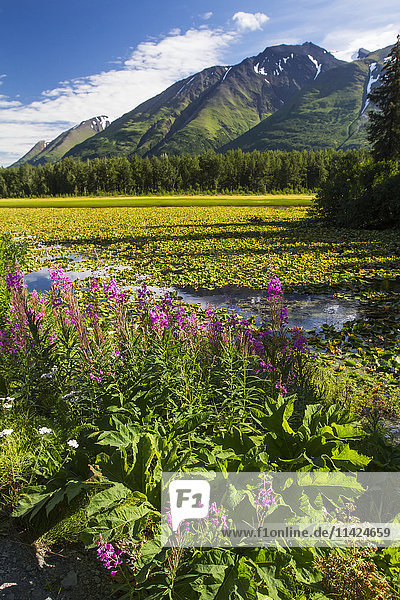 Sommerliche Szenerie mit Fireweed  Teichrosen und den Chugach Mountains  Süd-Zentral-Alaska  USA