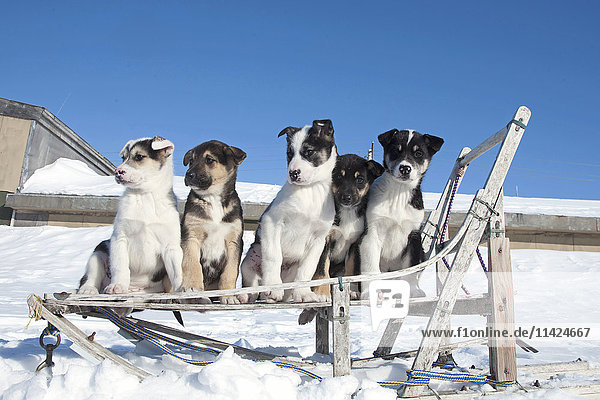 Eight week old Alaska Husky pups sit in an antique wooden sled in Nome during the 2010 Iditarod