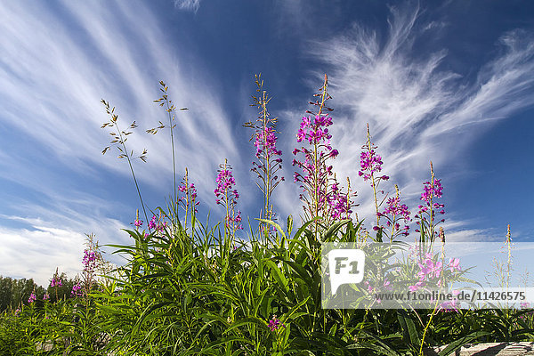 'Fireweed (Chamerion angustifolium) grows in Creamer's Field Refuge along split rail fences and in fields were the migrating birds often feed; Fairbanks  Alaska  United States of America'
