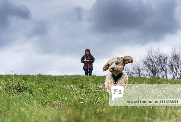 'A cockapoo runs towards the camera on grass with it's owner standing in the distance; South Shields  Tyne and Wear  England'