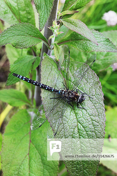 Libelle (Odonata sp.) ruhend auf einem Blatt; Sitka  Alaska  Vereinigte Staaten von Amerika'.