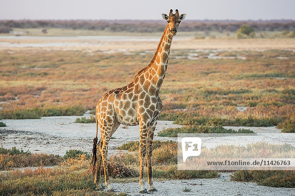 'A Namibian giraffe (Giraffa giraffa angolensis) is dominating above savanna and looking at photographer Etosha National Park; Namibia'