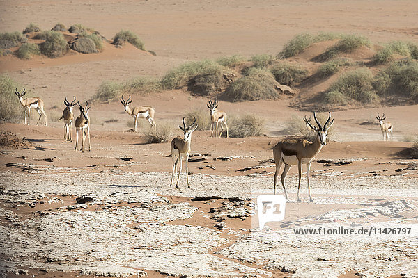 'A group of Springbok (Antidorcas marsupialis) antelopes in the sand of Namib desert; Namibia'