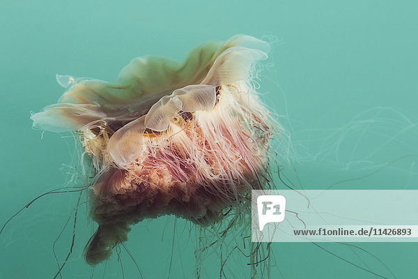'Jellyfish floating in the Seward small boat harbor in late August  South-central Alaska; Seward  Alaska  United States of America'