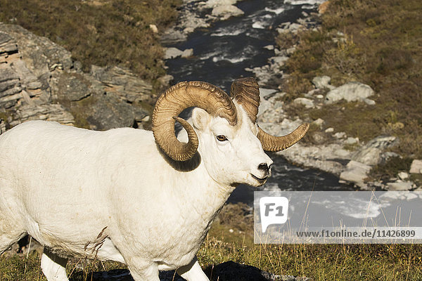 'Dall ram (ovis dalli) with the Savage River in the background  Denali National Park and Preserve; Alaska  United States of America'