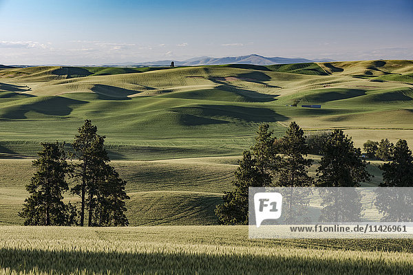 Dramatische Schatten und sanfte Hügel mit Gerstengetreidefeldern und blauem Himmel im Palouse County im Osten Washingtons; Washington  Vereinigte Staaten von Amerika'.