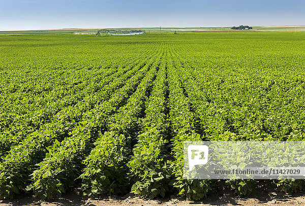 Reihen von Kartoffelpflanzen mit großen Bewässerungsanlagen im Hintergrund  nördlich von Taber; Alberta  Kanada'.