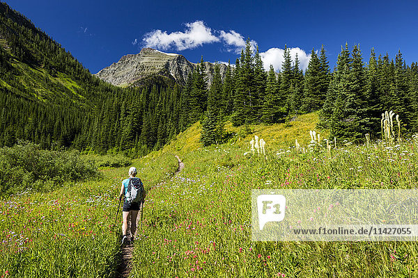 Wanderin  die auf einem Pfad in einer Wildblumenwiese mit Malerbüschen  Bärgras und Astern spazieren geht  mit Bergen  blauem Himmel und Wolken in der Ferne; Waterton  Alberta  Kanada'.