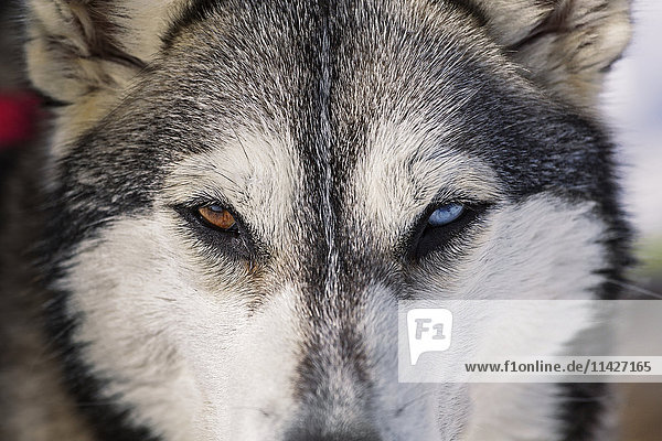 Husky-Schlittenhund mit verschiedenfarbigen Augen  Laurentians; Quebec  Kanada '