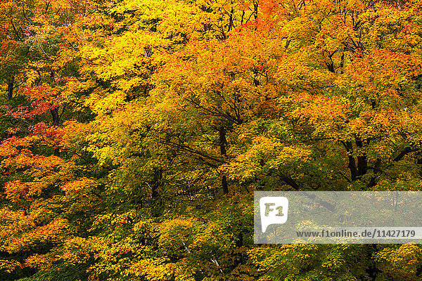 Herbstfarbenes Laub auf dem Mount Sutton; Sutton  Quebec  Kanada'.