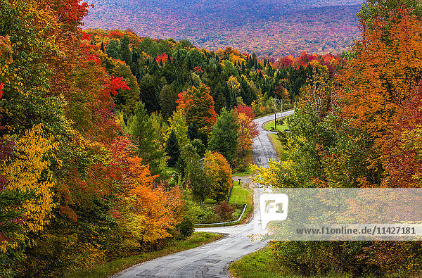 Herbstfarbenes Laub an den Bäumen entlang einer Landstraße; Sutton  Quebec  Kanada'.