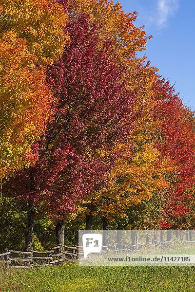 Baumreihe in Herbstfarben; Bromont  Quebec  Kanada'.
