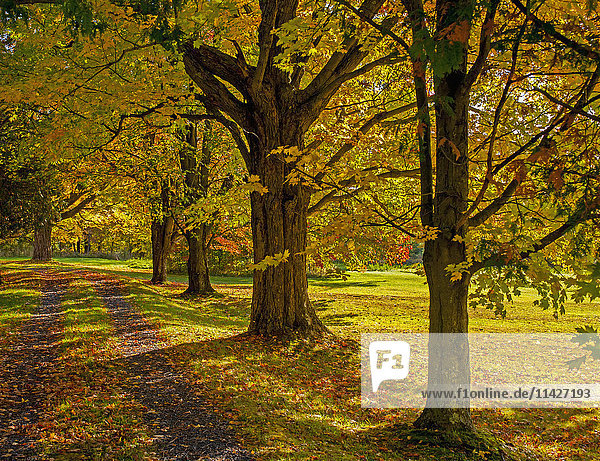 Ahornbäume säumen eine Einfahrt im Herbst; Fulford  Quebec  Kanada'.