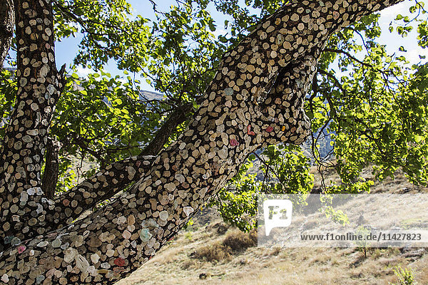 'Chewing gum stuck to a tree; Vardzia  Meskhetii  Georgia'