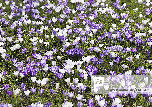 Krokusse auf Wiese  violett und weiss
