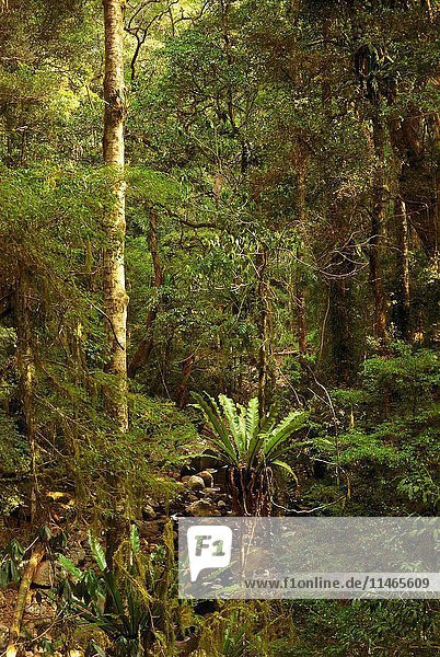 Subtropical rainforest  Lamington National Park  southern Queensland  Australia. (Photo by: Auscape/UIG)