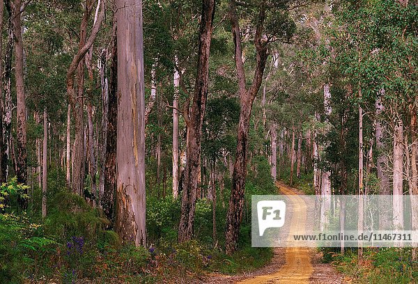 Unsealed road winding through forest of Karri and Jarrah trees  Eucalyptus diversicolor and Eucalyptus marginata  Shannon National Park  Western Australia  Australia. (Photo by: Auscape/UIG)