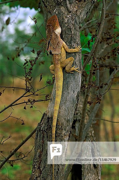 Frilled lizard  Chlamydosaurus kingii  climbing a tree. Victoria Highway  Northern Territory  Australia. (Photo by: Auscape/UIG)