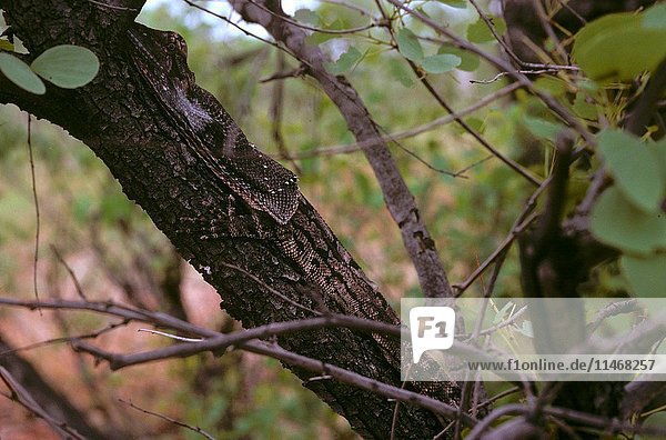 Frilled lizard  Chlamydosaurus kingii  sub-adult camouflaged on tree trunk  Kununurra  Western Australia  Australia. (Photo by: Auscape/UIG)