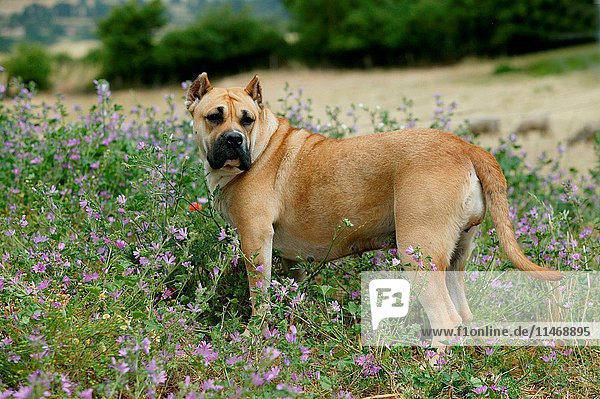 Dogo canario  Canis familiaris  portrait. This is a Spanish breed native to the islands of Tenerife and Gran Canaria in the Canary Archipelago. The breed was developed to guard and as cattle dogs. (Photo by: Auscape/UIG)
