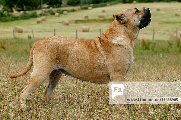 Dogo canario  Canis familiaris  standing in field sniffing the air. This is a Spanish breed native to the islands of Tenerife and Gran Canaria in the Canary Archipelago. The breed was developed to guard and as cattle dogs. (Photo by: Auscape/UIG)