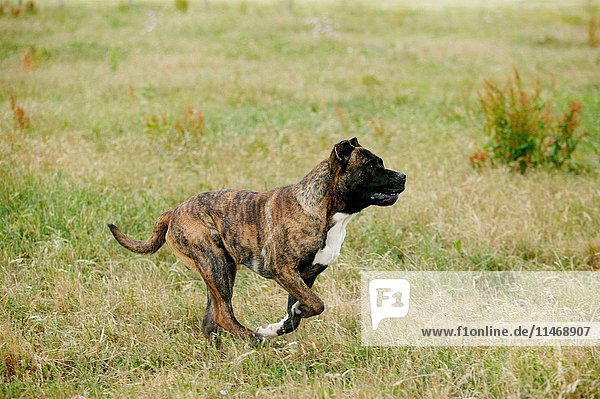 Dogo canario  also known as Presa Canario  breed originating in the Canary Islands as guard and cattle dog  a gentle giant  protective  alert  even-tempered  Canis familiaris  brindled dog running through meadow. (Photo by: Auscape/UIG)