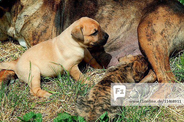 Dogo canario  also known as Presa Canario  breed originating in the Canary Islands as guard and cattle dog  a gentle giant  protective  alert  even-tempered  Canis familiaris  brindled mother with fawn and brindle puppies suckling. (Photo by: Auscape/UIG)